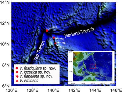 Morphology and Molecular Phylogenetic Analysis of Deep-Sea Purple Gorgonians (Octocorallia: Victorgorgiidae) from Seamounts in the Tropical Western Pacific, with Description of Three New Species